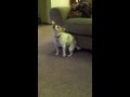 My Dog "Dancing" To Eminem "Shake That" 