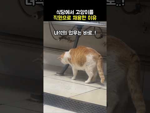 식당에서 고양이를 직원으로 뽑은 이유