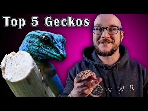 Top 5 BEST Pet Geckos!