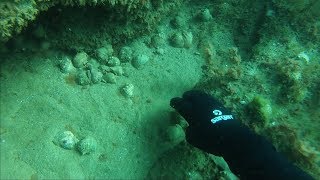 Можно ли ловить рапана в черном море