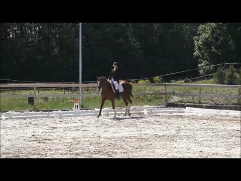 5 years old hannoverian stallion