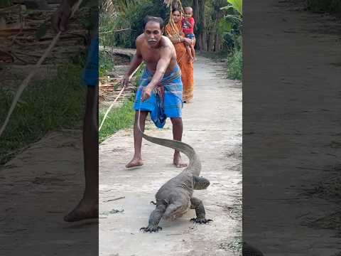 indian monitor lizard// gosap #ytshorts #shortsfeed #animals 😲😲🦎