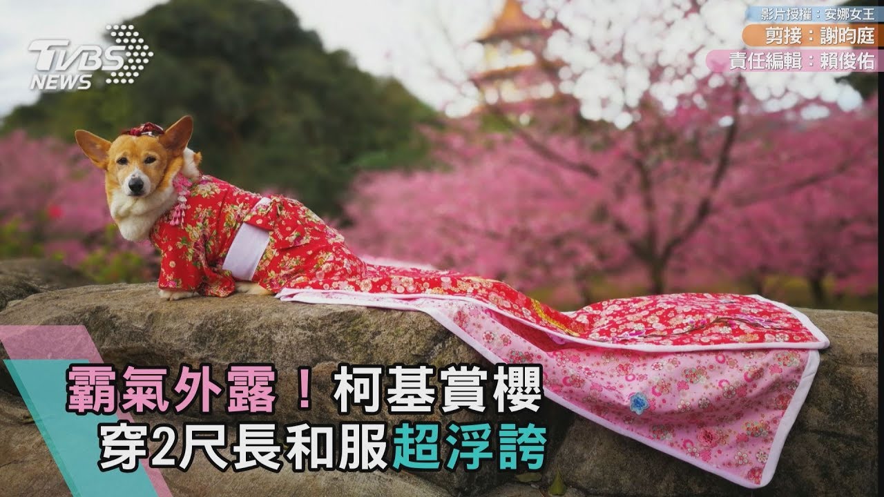 霸氣外露!柯基賞櫻 穿2尺長和服超浮誇