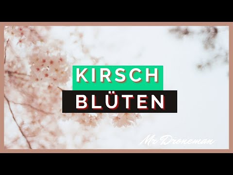 Kirschblüten an der Straße| Germany | Drone | Cinematic Drone | 4K | UltraHD | Mr. Droneman