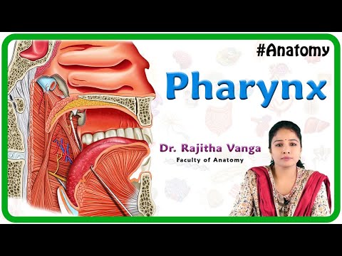 Anatomy of Pharynx