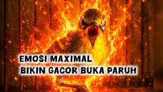 Download lagu terapi pleci agar buka paruh mp3