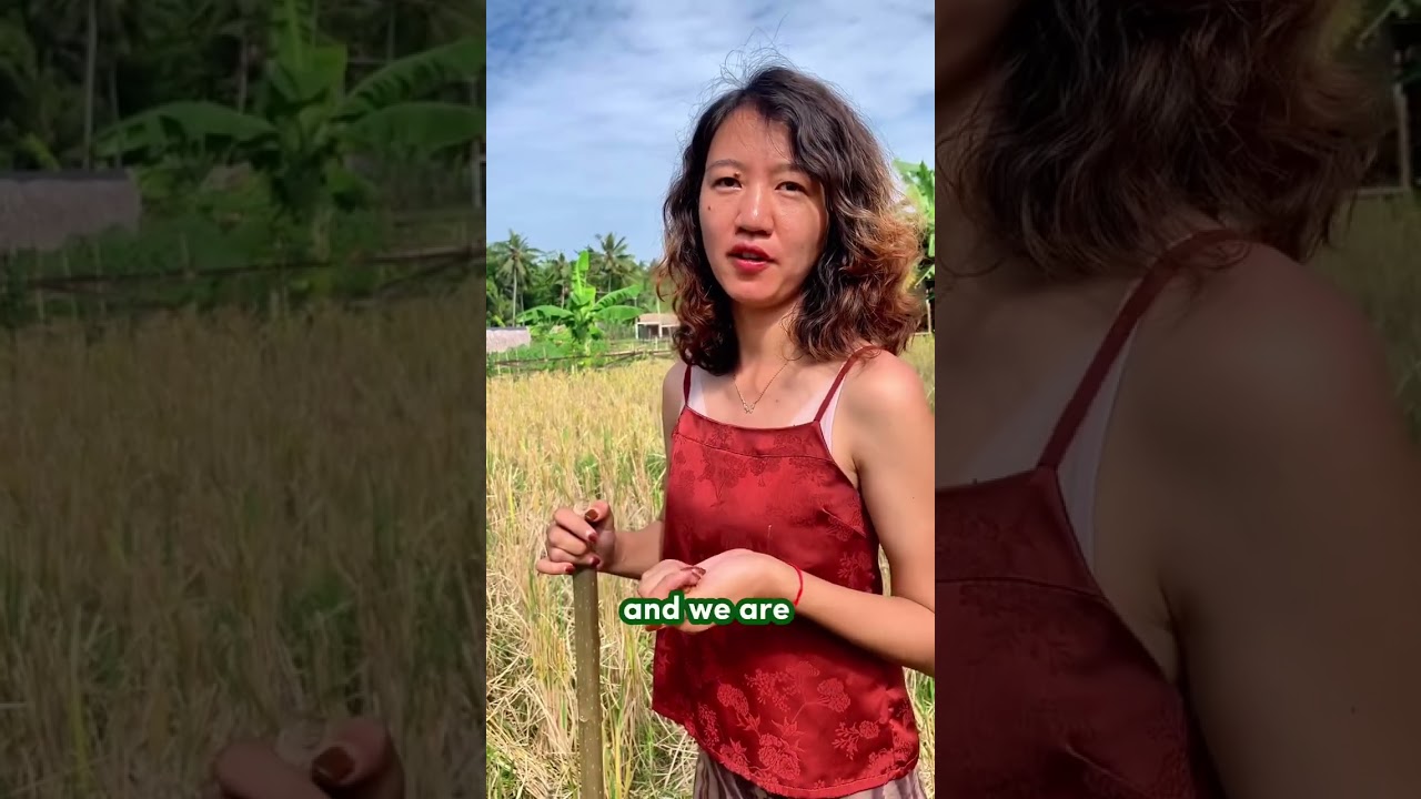 Beans after rice. The secret of recharging the soil.