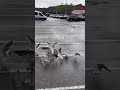 Seagulls Get Crazy For McDonald Fries Shorts Youtubeshorts Seagull Mcdonalds Shortvideo Video