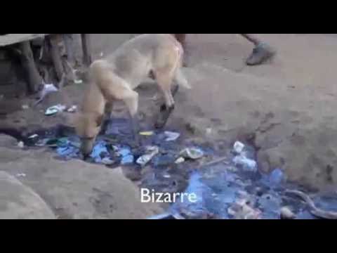 Johny Vigeti Ft Lutan Fyah   Kibera DJ CZA QUIVA ENT 2016 OFFICIAL VIDEO