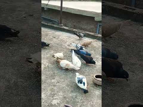 pirates #🕊️🦅#kabutar 🥵💪💯#kabootarba 💯#bird 🕊️🦅💯#kavita 🥵#pigeon 🕊️🦅#kabootarba 🕊️💯🦅🥵#pigeon #bird 🕊️