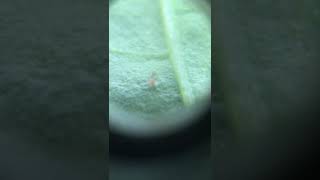 Aplica sc40 / Redmites