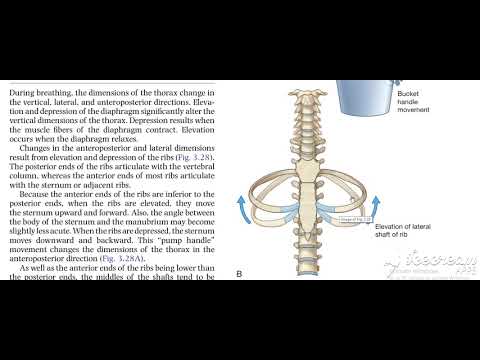 Thoracic cage