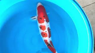 video van Sanke 2503015