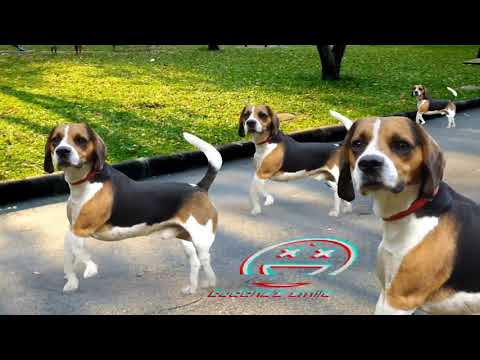 Buddhasmile b2b B-Mate Vol 2. - 2021.10.22