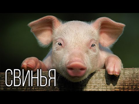 , title : 'Свинья: Она вам не кабан | Интересные факты про свиней'