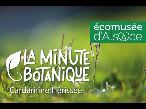 LA MINUTE BOTANIQUE - La Cardamine