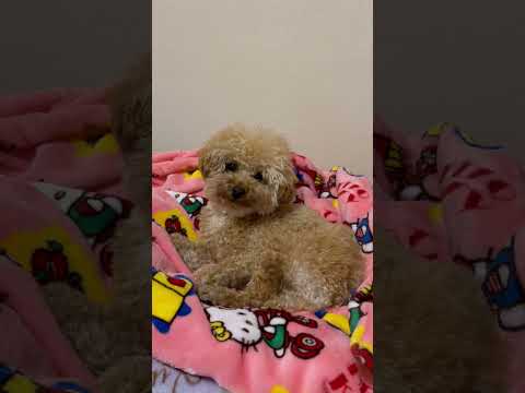 経営学科 トイプードル1歳 #トイプードル #toypoodle　#おパンツカット