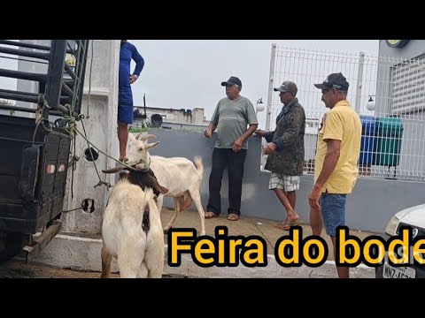 Feira do bode em desterro Paraíba
