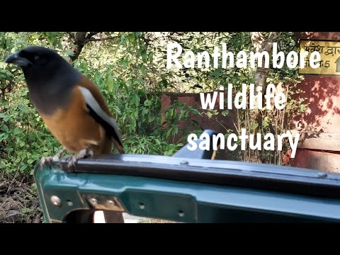 Ranthambhore National  park explores.