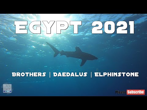 Tauchsafari Ägypten 2021 | Brothers, Daedalus, Elphinstone | Liveaboard Egypt