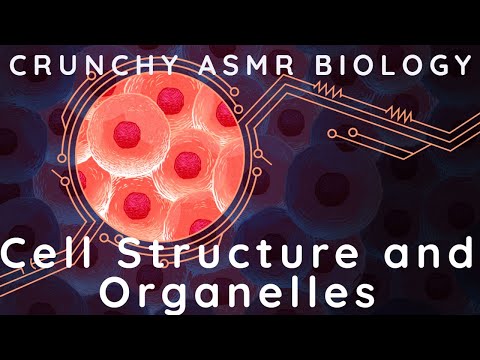 ASMR The Structure of Cells and its organelles ASMR Biology