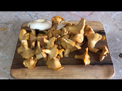 Gljivoljubitelji - Gljive u junu i doručak od gljiva