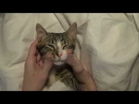 Cute Little Cat Puts His Paws Behind the Ears