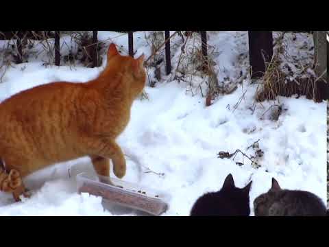 I found a new colony of cats with kittens 30