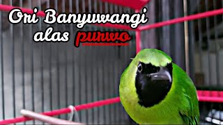 Download lagu Cucak ijo alas purwo banyuwangi gacor | Full isian mp3
