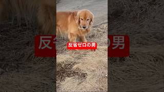 崖下から生還した愛犬が、帰宅直後にやった事w