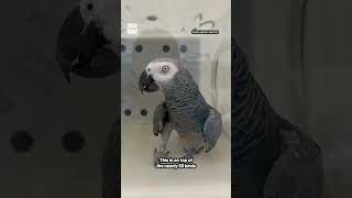 More than 350 Birds in Unsanitary Conditions Seized From Baltimore Exotic Pet Shop
