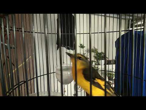 Mantenan Novyj Trend Smotret Onlajn Na Sajte Trendovi Ru