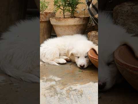 JADE Ka Qismat B Soya Howa Hai🤫 #jade #puppy #puppies #dogfunnyvideos #dogshorts #puppylove #dog