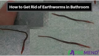 How to Get Rid of Earthworms in the Bathroom | बाथरूम में केंचुओं से छुटकारा कैसे पाएं? |premend.com