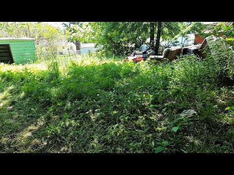 THE LAST CITY VIOLATION LAWN CUT ON THIS  ABANDON HOUSE