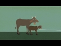 The Five Freedoms Of Animal Welfare TOLFA Education