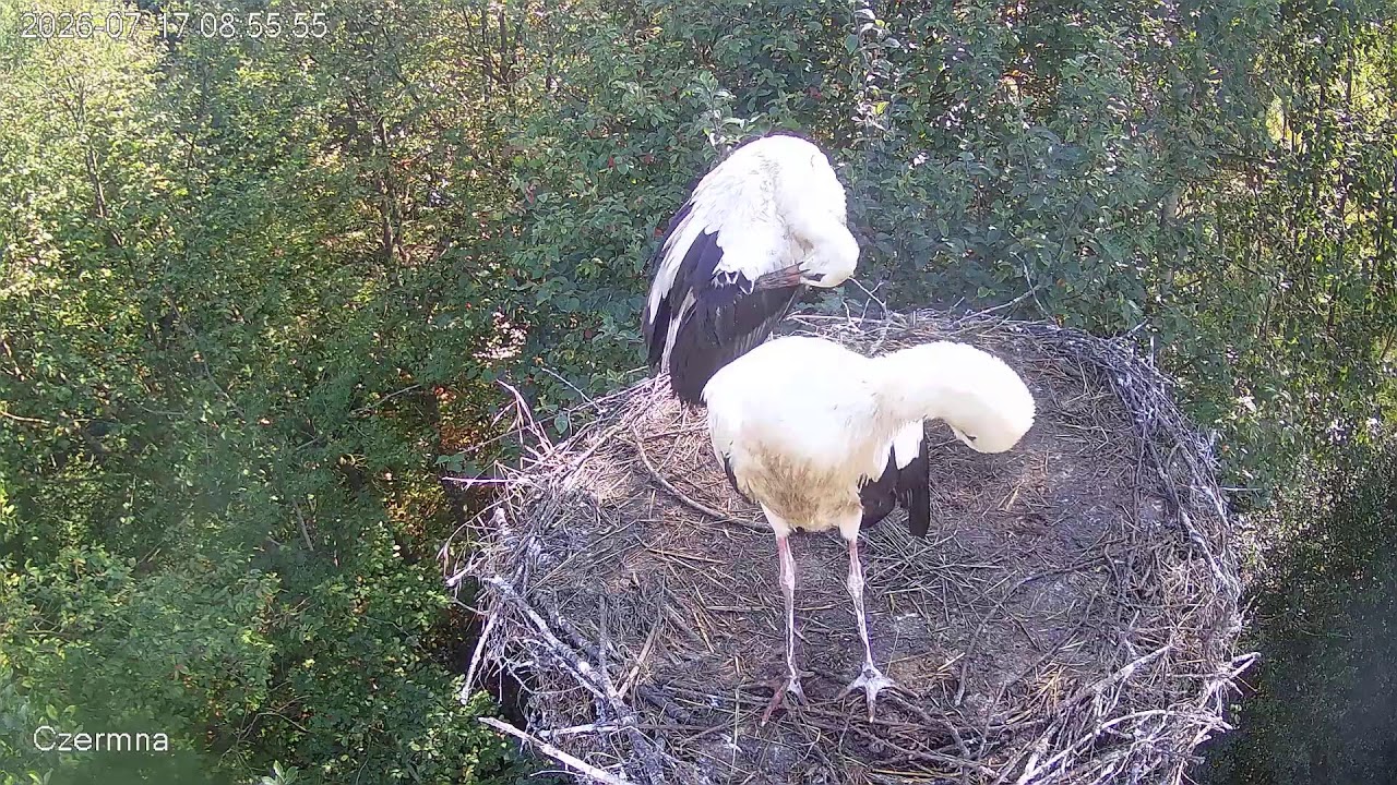 Live webcam view of Nido de Cigüeña Blanca en Czermna