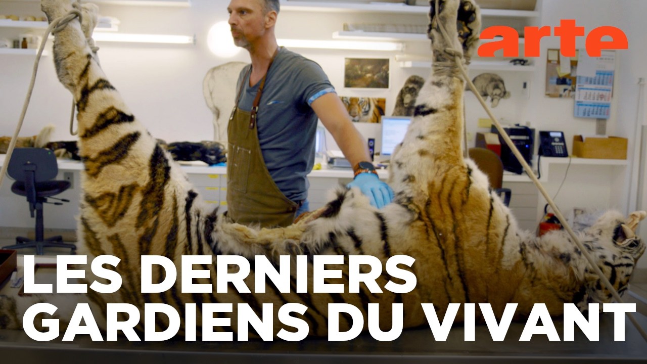 Taxidermie : donner une seconde vie aux animaux | The Second Life | ARTE