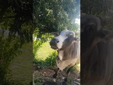 Boi maravilhoso #fazenda #zonarural #shortsvideo