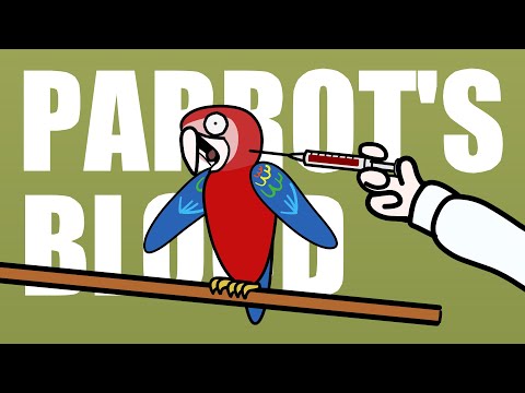 Karl Pilkington and the Parrot's Blood