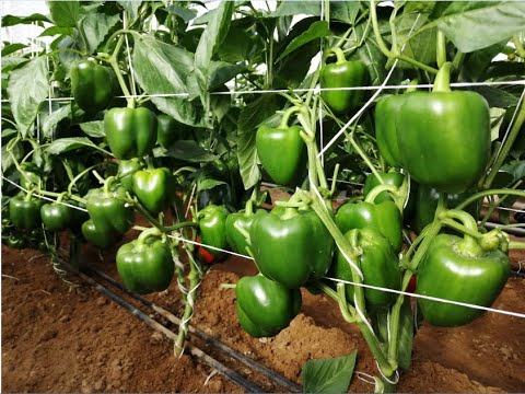 , title : 'الفيديو الاول لزراعة الفلفل  بجميع أنواعه Pepper cultivation'