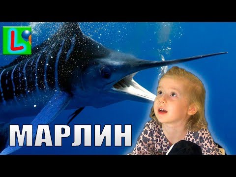 Deagostini МОРСКИЕ ГИГАНТЫ и КО МАКСИ ГОЛУБОЙ МАРЛИН Деагостини распаковка Liska Show