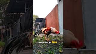 Download lagu AYAM PAMA BUKAN PAKOY BIRMA || Pama adalah penyebutan untk jenis Birma di Thailand #ayampama #pamaiq mp3