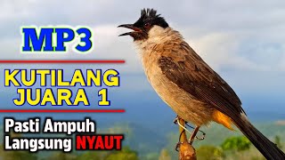 Download lagu Suara Burung Kutilang Gacor Juara Masteran Paling Ampuh Untuk Masteran & Pikat mp3