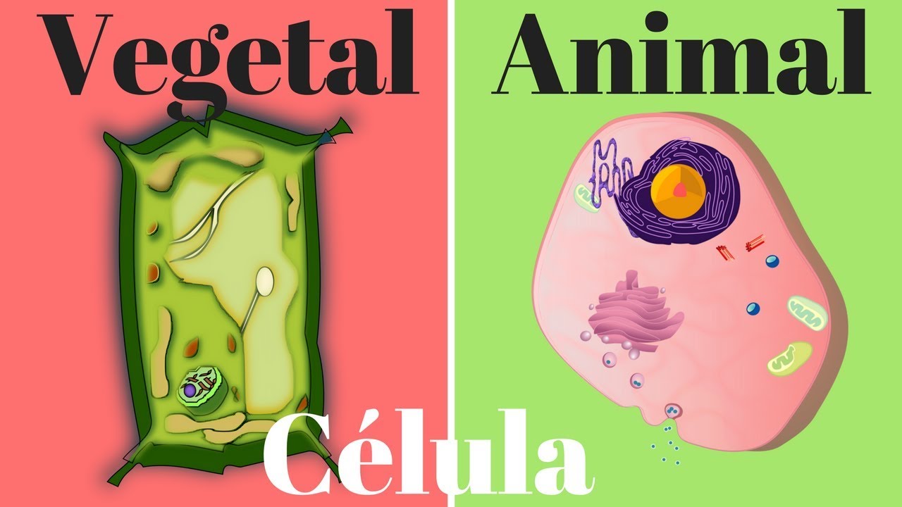 Célula vegetal, célula animal, diferencias y semejanzas