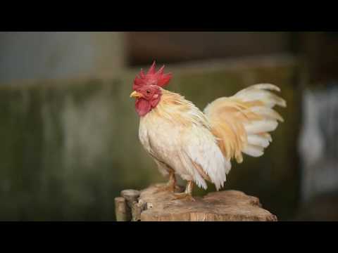 Rooster Crowing Compilation Plus  - Rooster crowing sounds Effect 2020