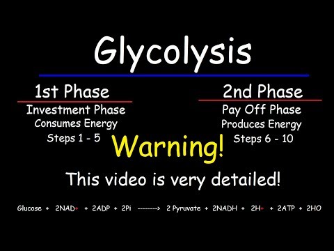 Glycolysis - Biochemistry