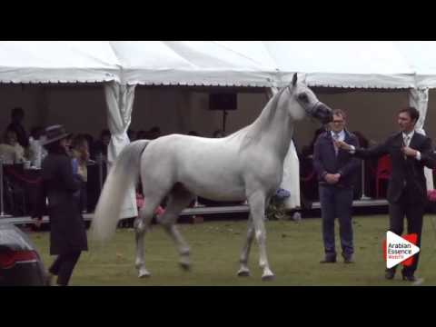 N.227 MURANAS AMIR - Bruges 2015 Int. - Egyptian Sr Stallions ( 4 years and older ) (Class 117)