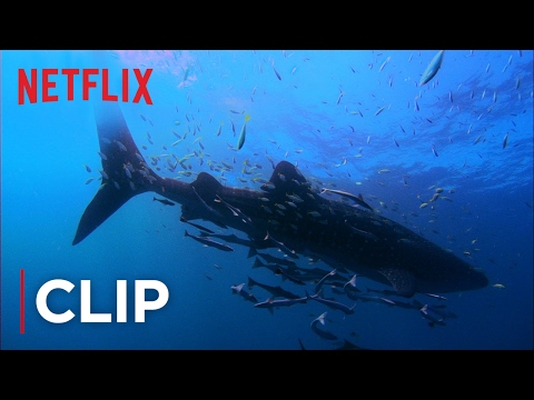 Thumbnail of the video: Swimming with Whale Sharks