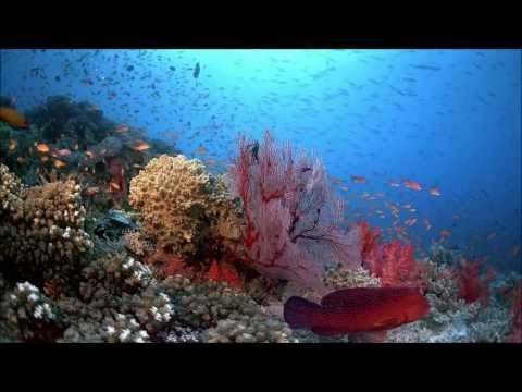 Monkey Boy Disco - In Every Flame (Taruna Music)